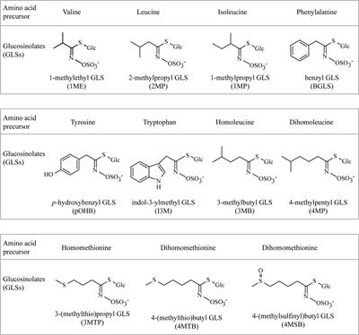 Characterization of Arabidopsis CYP79C1 and CYP79C2 by Glucosinolate Pathway Engineering in Nicotiana benthamiana Shows Substrate Specificity Toward a Range of Aliphatic and Aromatic Amino Acids